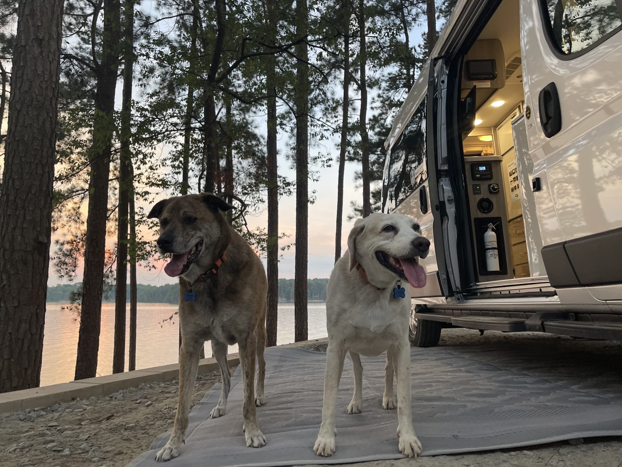 Tips for RV Travel With a Senior Dog | Camping World Blog
